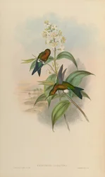 Eriocnemis -myg